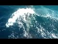 Delfines Cabo Palos