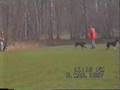 Boyero de Flandes video