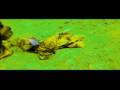 Assistir ao v�deo