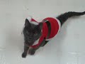 santa royce santa royce