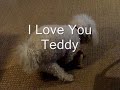 Puppy Love