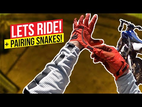 YouTube reptile video