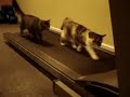 Sporty Cats