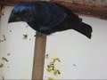 azulão guela doida azulão guela doida