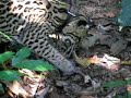 Tigre the ocelot catching a snake