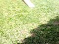 HOSPEDAGEM - Centro de Adestramento de Cães - Marcio Cerqueira