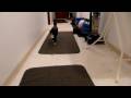 Kitty Plays Fetch Kitty Plays Fetch