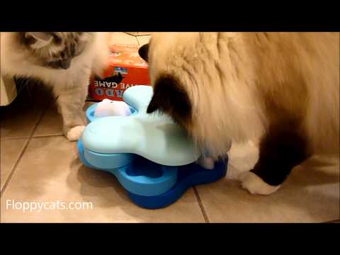 Nina Ottosson Treat Maze Interactive Game for Cats Review 0 Nina Ottosson Treat Maze Interactive Game for Cats Review