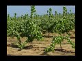 Membrillo El Quijote - Quince El Quijote