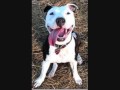 Pitbulls- Wish Upon A Star by Kidwell Productions.wmv