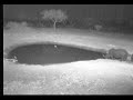 Rhino and Common duiker
