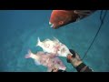 Click here to watch this video Hawaii Spearfishing:SKS 7 