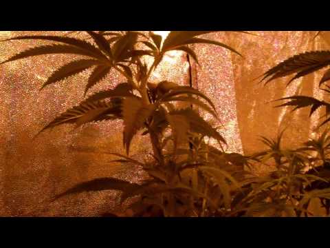 how to grow purple og