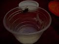 Pterinochilus Murinus - ling