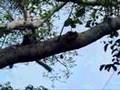 Crowned Lemur 2