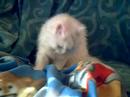mi gatita de 13 meses se hace la cama y juega