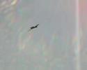 RC A6M zero pss RC A6M zero pss