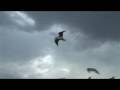 Gliding Gulls