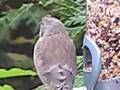 Greenfinch and Canon S5 zoom telephoto lens TC-DC58B