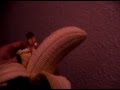 FRUIT SEX