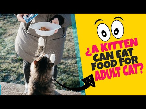 ATTENTION 😺🍽¿Can KITTENS EAT ADULT CAT FOOD?