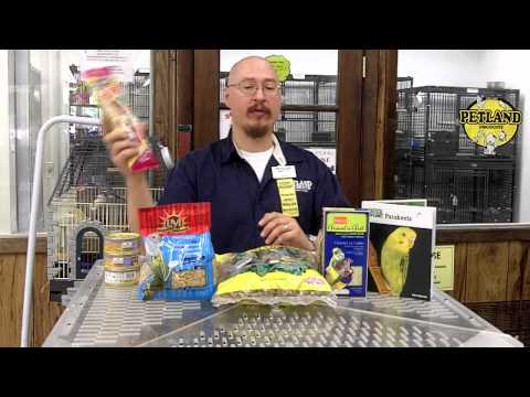 how to care parakeets