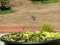 Hummingbird at Fountain 2