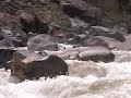 Salty Schnitzel - Alpacka Rafting