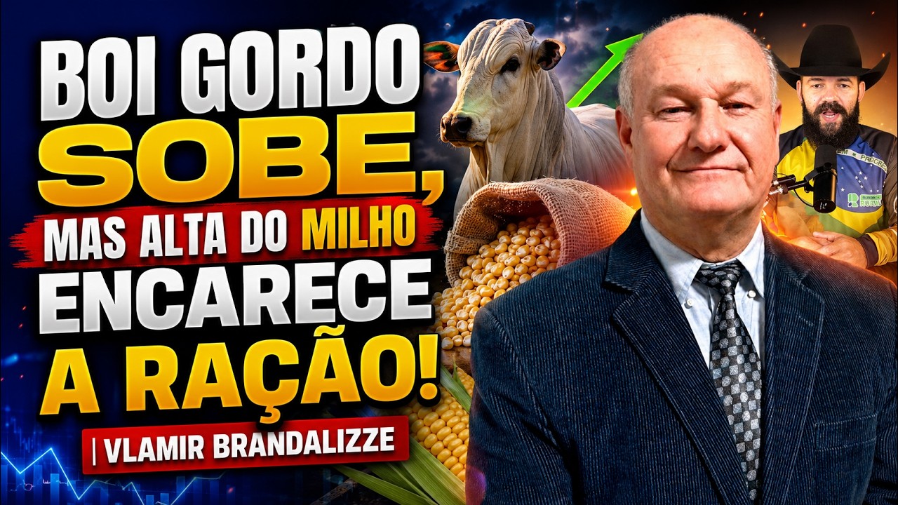 Boi Gordo sobe, mas alta do milho encarece a ração! | Vlamir Brandalizze.