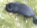 videos de What goes through a dogs mind....wmv