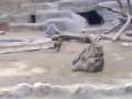 Giza Zoo حديقة الحيوانات ـ مصر