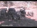 Elephant breeding herd at EP
