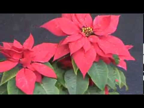 how to plant christmas poinsettias