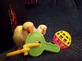 Baby Lovebirds Playing Baby Lovebirds Playing