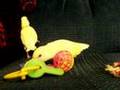 Baby Lovebirds Playing
