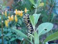 The Monarch Butterfly life Cycle