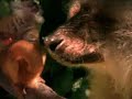 animales que se drogan