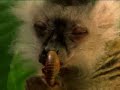 Animales que se Drogan