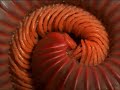 animales que se drogan