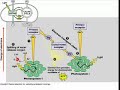 Biochemistry of Photosynthesis