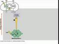 Biochemistry of Photosynthesis