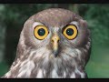 Prank Call: Hooters