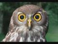 Prank Call: Hooters