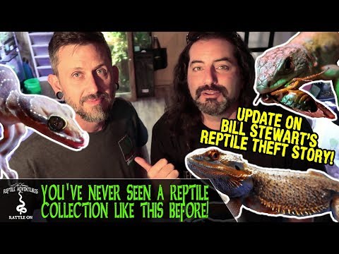 YouTube reptile video