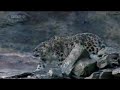 snow leopard chases goat on a mountain...