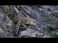 Mountain Goat vs Snow Leopard Mountain Goat vs Snow Leopard