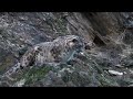 snow leopard chases goat on a mountain...
