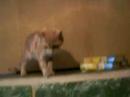 gatto minu a biancavilla italia