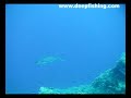 Amberjack Sar?kuyruk akya bal??? adrasan �ekimleri