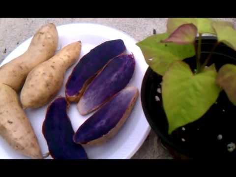 how to grow a purple yam